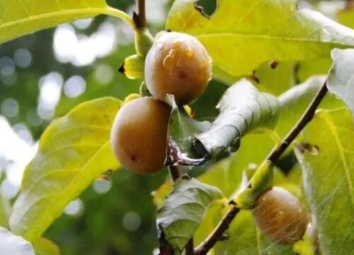 柿子树可以嫁接香椿树吗