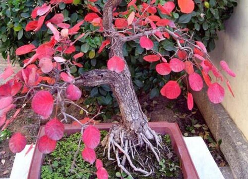 黄栌花期是什么时候