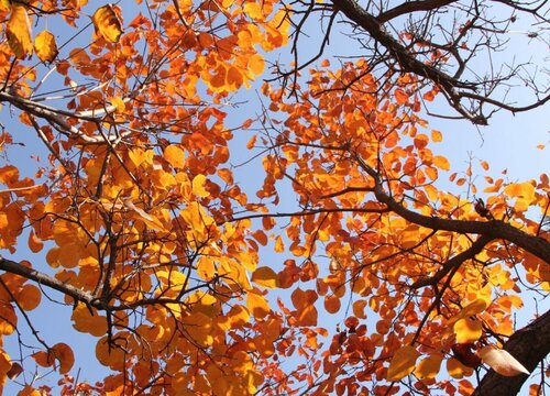 黄栌花期是什么时候