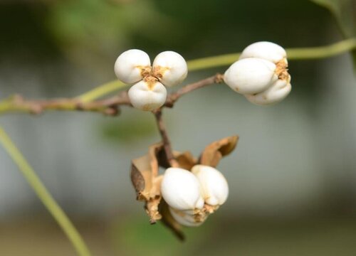 乌桕树花期是什么时候