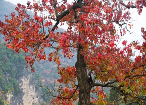 乌桕树花期是什么时候