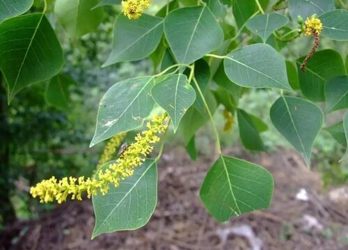 乌桕树花期是什么时候