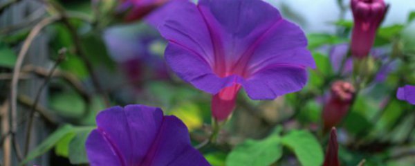 室外垂吊植物有哪些