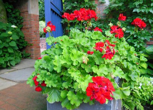 冬季天竺葵如何施肥枝叶蹭蹭长