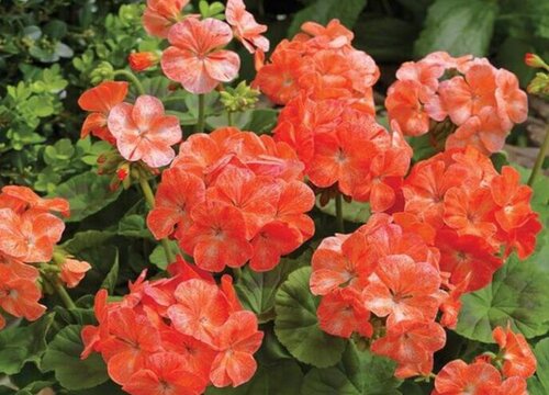 冬季天竺葵如何施肥枝叶蹭蹭长