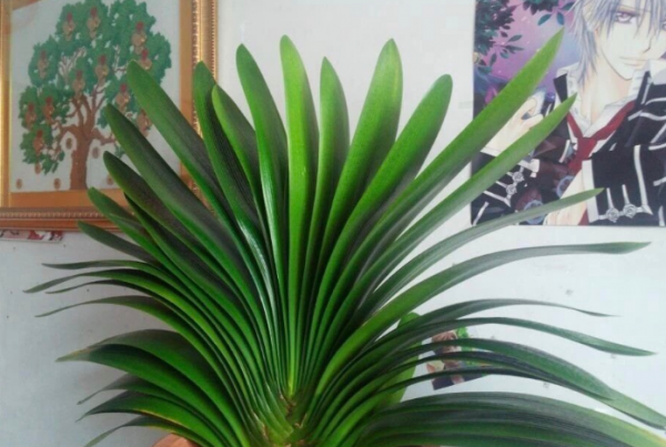 君子兰用什么花盆最好