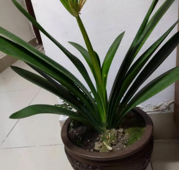 君子兰用什么花盆最好