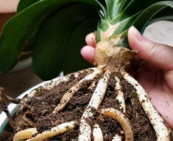 君子兰用什么花盆最好