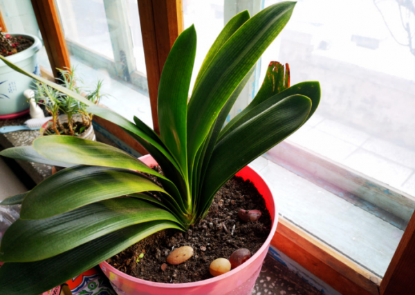 君子兰用什么花盆最好