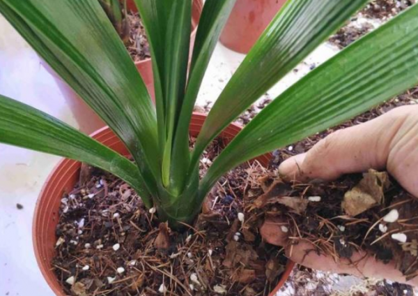 君子兰用什么花盆最好