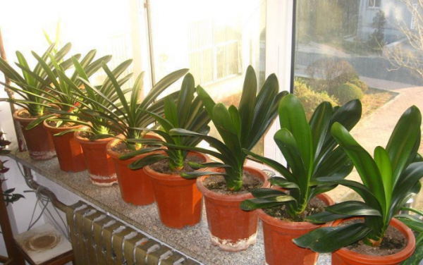 君子兰用什么花盆最好