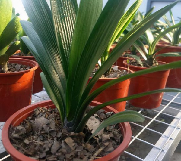 君子兰用什么花盆最好