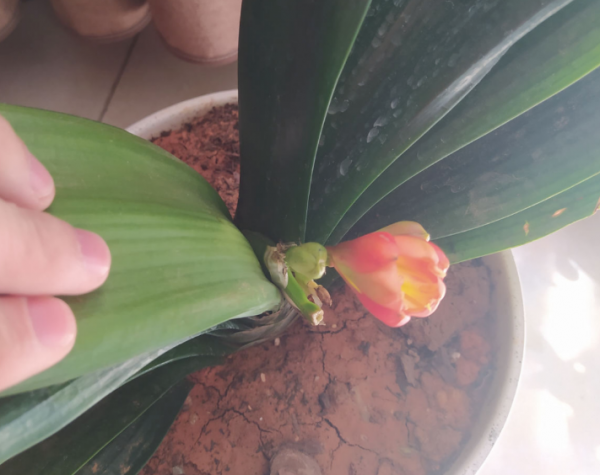 君子兰用什么花盆最好