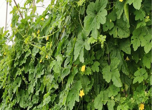 苦瓜叶子发蔫原因及补救方法