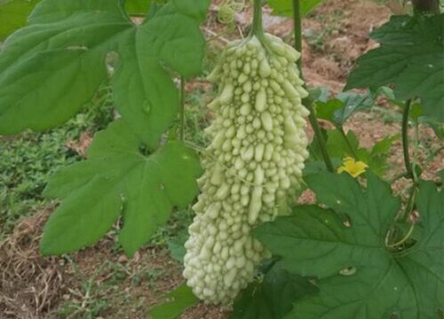 苦瓜叶子发蔫原因及补救方法