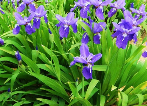 紫花鸢尾可以水培吗