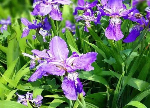 紫花鸢尾可以水培吗