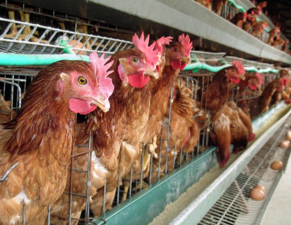 鸡下软蛋是什么原因造成的