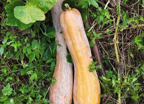 南瓜喜阴还是喜阳光的植物