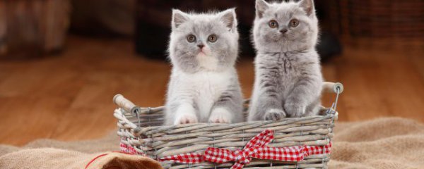 带猫坐汽车该注意什么东西