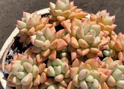 多肉徒长该怎么处理