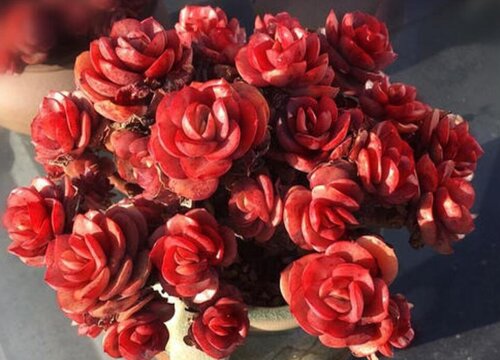 多肉徒长该怎么处理