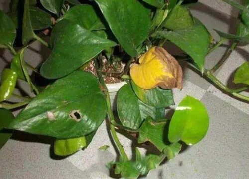 大绿萝叶子发黄怎么回事