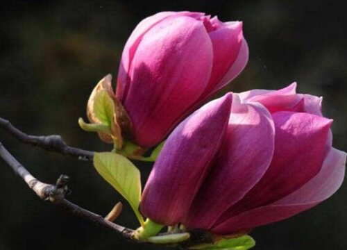 广玉兰是什么花序类型