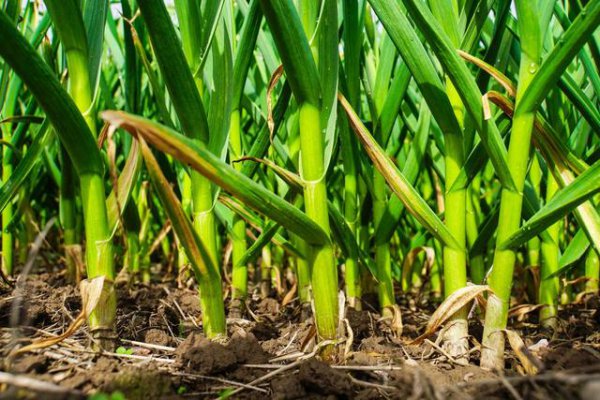 大蒜高产种植技术方法和步骤