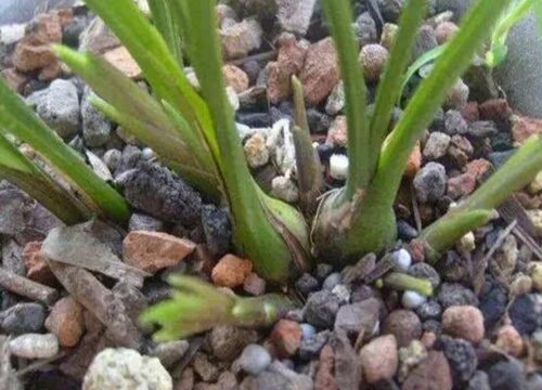 兰花一直不开花是什么原因导致的