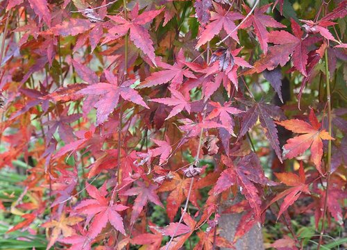 槭树靠什么传播种子的 槭树三大种子传播方式