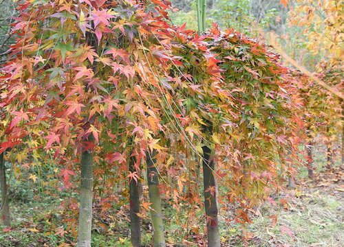 槭树靠什么传播种子的 槭树三大种子传播方式