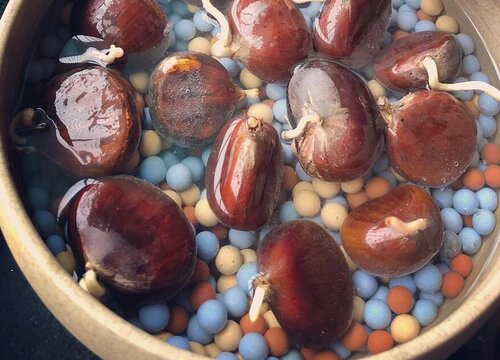 栗子怎么发芽快