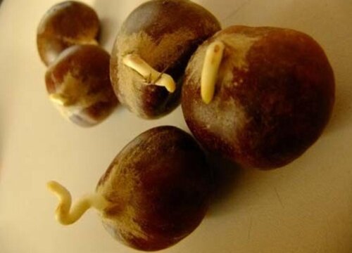 栗子怎么发芽快