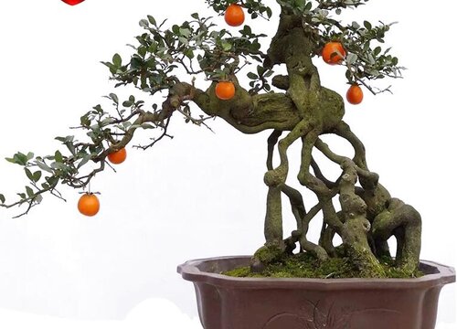 金弹子耐寒最低温度