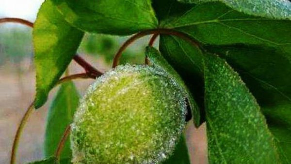 苹果树只开花不结果怎么回事