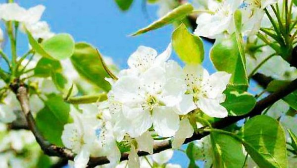 苹果树只开花不结果怎么回事