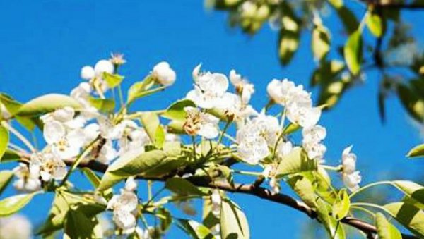 苹果树只开花不结果怎么回事