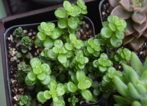 丸叶万年草怎么爆盆