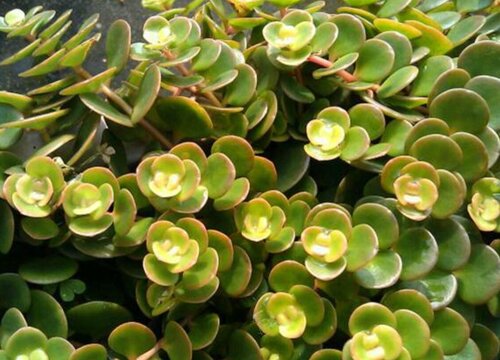 丸叶万年草怎么爆盆