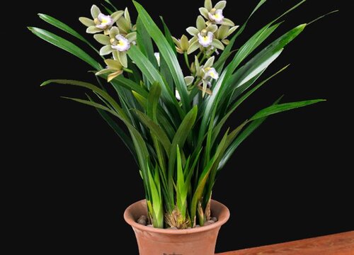 惠兰冬天怎么养护