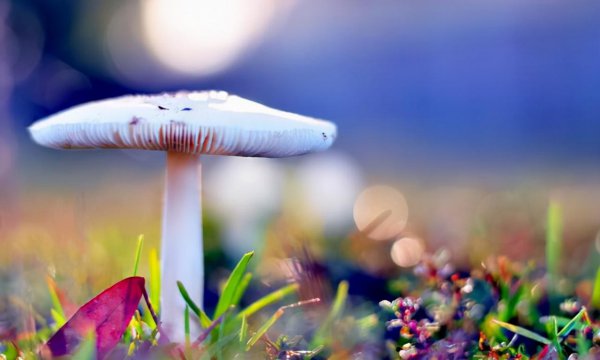 什么星座最有钱