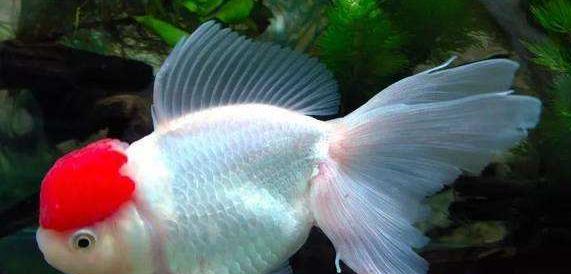 鱼身上出现红血斑怎么办