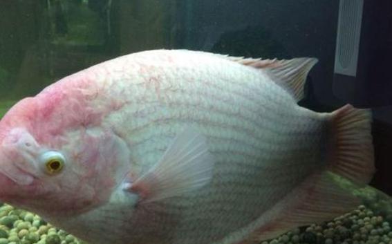 鱼身上出现红血斑怎么办