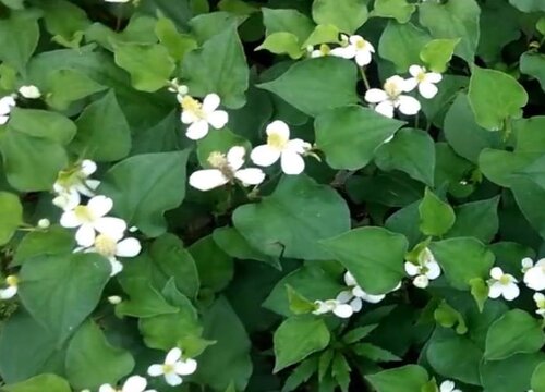 鱼腥草什么时候采摘