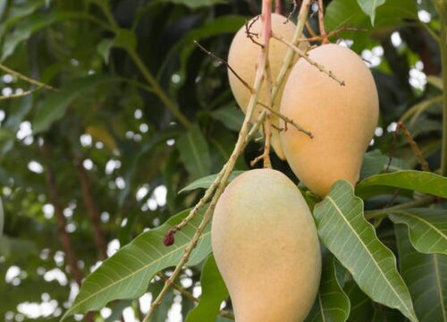 南通盛产什么水果有名