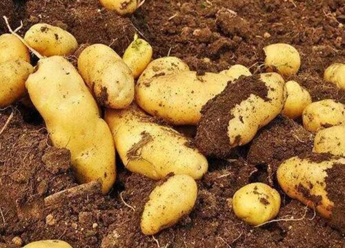 士豆种植时间和方法