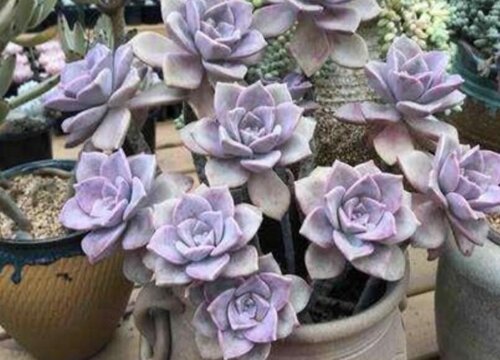 夏季怎么养多肉轻松度夏