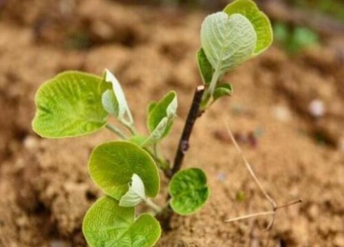 猕猴桃怎么发芽快