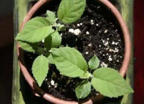 猕猴桃怎么发芽快